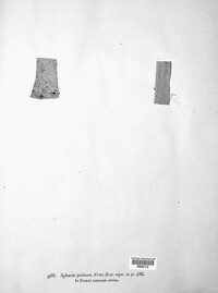 Cytospora pruinosa image